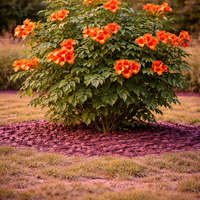 Кампсис (текомa) Tecoma radicans