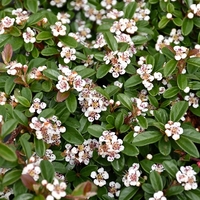 Котонеастер (пълзящ) Cotoneaster dammeri
