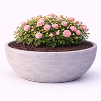 Мини роза Rosa (mini hybrids)