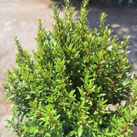 Мирта 'Myrtus communis'