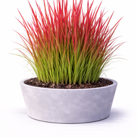 Императа ‘Red Baron’ Imperata cylindrica ‘Red Baron’