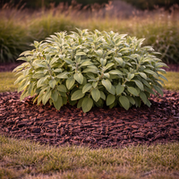 Салвия (градински чай) Salvia officinalis