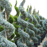 Лейландов кипарис (спирала) Cupressocyparis leylandii