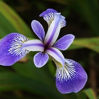 Ирис (перуника) Iris spp.