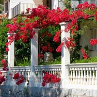 Кампсис (текомa) Tecoma radicans