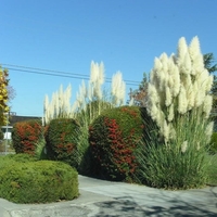 Кортадерия (пампасна трева) Cortaderia selloana