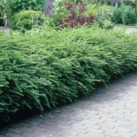 Орлов нокът дребнолистен Lonicera nitida