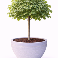 Липа бяла (аргентея) Tilia argentea