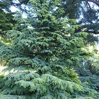 Кедър ливански ‘Glauca’ Cedrus libani ‘Glauca’