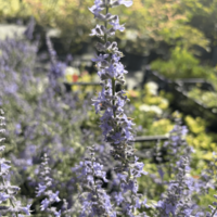 Перовския ‘Blue Spire’  | Perovskia atriplicifolia ‘Blue Spire’