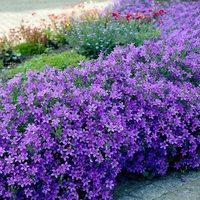 Кампанула (камбанка) Campanula carpatica