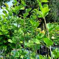 Източен чинар 'Platanus orientalis'