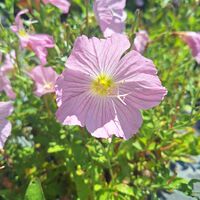 Розова йонотера 'Oenothera speciosa'