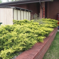 Хвойна хоризонтална ‘Old Gold’ Juniperus horizontalis ‘Old Gold’