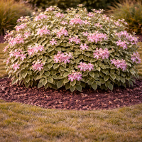 Вейгела ‘Variegata’ Weigela florida ‘Variegata’