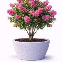 Лагерстремия индийска Lagerstroemia indica