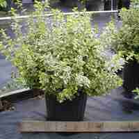 Евонимус японски пъстролистен Euonymus japonicus