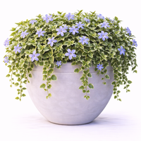 Зимзелена ‘Vinca major’ Vinca major