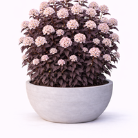 Физокарпус (пурпурен храст) Physocarpus opulifolius