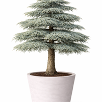 Кедър ливански / атласки Cedrus libani × atlantica