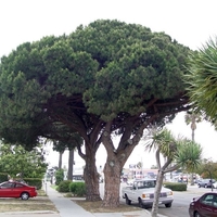 Бор каменен Pinus pinea