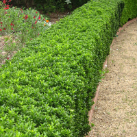 Евонимус микрофила	Euonimus japonicum 