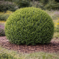 Чемшир (обикновен) Buxus sempervirens