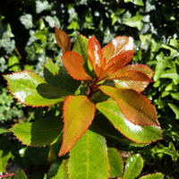 Арбутус / Ягодово дърво 'Arbutus unedo'