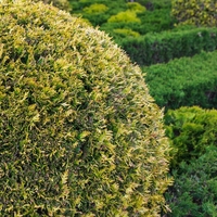 Туя Глобоза	 Thuja occ. 