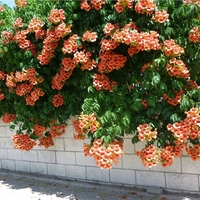 Кампсис (текомa) Tecoma radicans