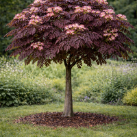 Албиция ‘Summer Chocolate’ Albizia julibrissin ‘Summer Chocolate’