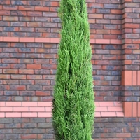 Италиански кипарис ‘Totem’ Cupressus sempervirens ‘Totem’
