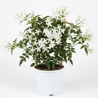 Испански жасмин  'Jasminum azoricum'