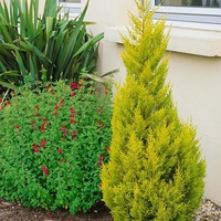 Макрокарпус кипарис ‘Wilma’ Cupressus macrocarpa ‘Wilma’