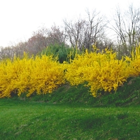 Форзиция (междинна) Forsythia × intermedia