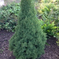 Смърч коника Picea glauca ‘Conica’