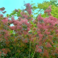 Тетра, смрадлика	Cotinus coggygria