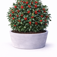 Джел ‘Alaska’ Ilex aquifolium ‘Alaska’