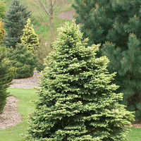 Смърч сребрист (пунгенс) Picea pungens