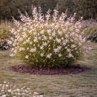 Гаура Gaura lindheimeri