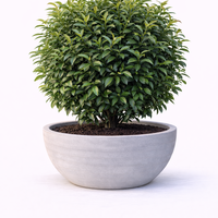 Лавровишня ‘Novita’ Prunus laurocerasus ‘Novita’