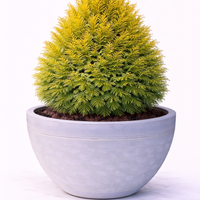 Туя ‘Aurea Nana’ Thuja occidentalis ‘Aurea Nana’