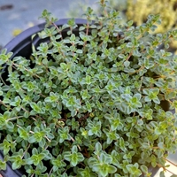 Лимонова мащерка 'Thymus citriodorus'