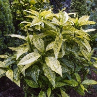Аукуба ‘Crotonifolia’ Aucuba japonica ‘Crotonifolia’
