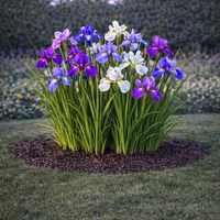 Ирис (перуника) Iris spp.