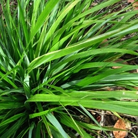 Ерагростис (тревица) Eragrostis spp.