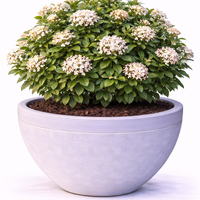 Калина ‘Tinus’ Viburnum tinus