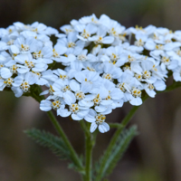 Ахилея (равнец) Achillea spp.