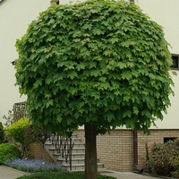 Норвежки клен ‘Globosum’ Acer platanoides ‘Globosum’
