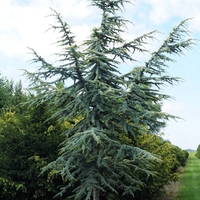 Кедър атласки ‘Glauca’ Cedrus atlantica ‘Glauca’